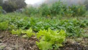 Piantine di lattuga verde chiaro in crescita nel terreno dell'orto condiviso autunnale, percorsi di ortoterapia e tecniche di meditazione Bodhi Vipal al Centro meditazione Zorba Il Buddha.