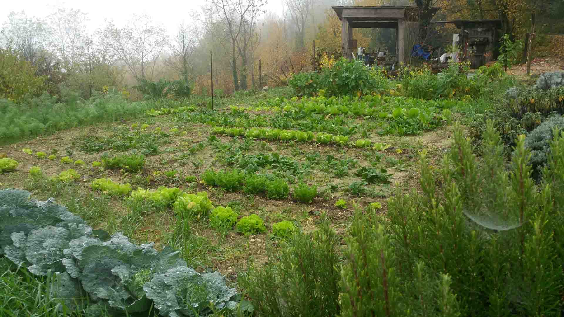 Orto autunnale verdure orto-terapia orto-condiviso B&B & Meditation Center Zorba Il Buddha Passerano Marmorito AT