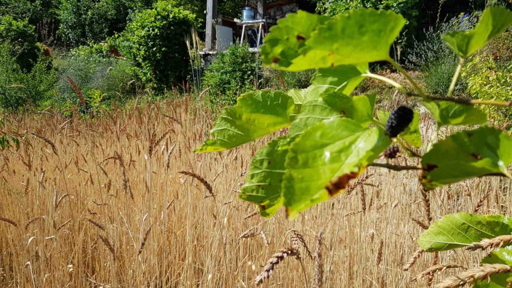 Grano antico campo collinare B&B & Meditation Center Zorba IL Buddha Passerano Marmorito (AT)