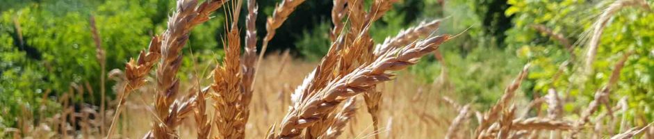 Il Grano Antico Fa Buon Pane