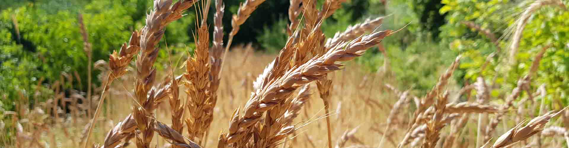 Il Grano Antico Fa Buon Pane