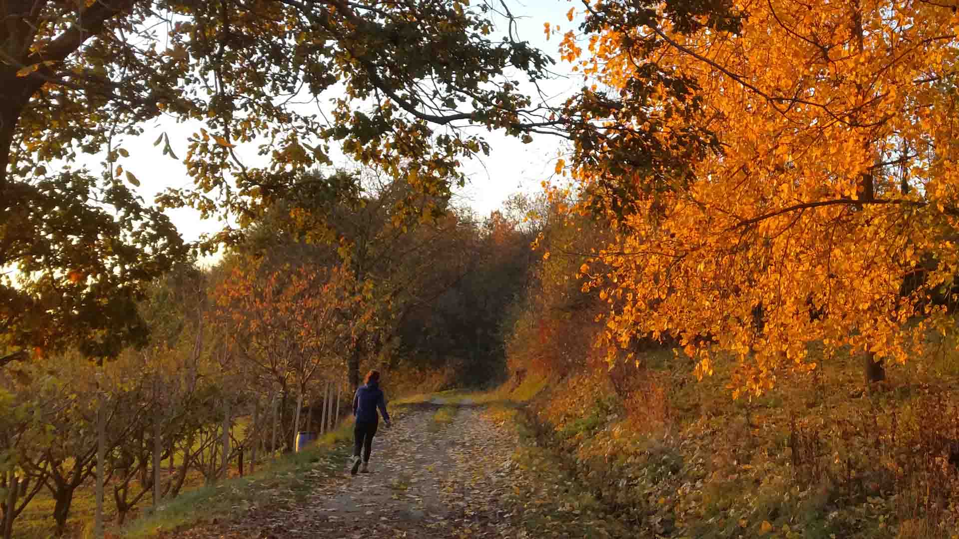 Percorso Shinrin-Yoku bagno di foresta meditazione autunno B&B & Meditation Center Zorba Il Buddha Passerano Marmorito (AT)