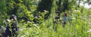 Fiori selvatici in primo piano e persone sfocate che camminano nella natura durante un percorso Shinrin-yoku e tecniche di meditazione Bodhi Vipal, Centro meditazione Zorba Il Buddha.