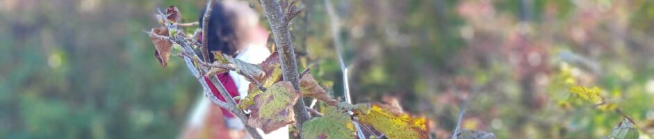 12-13-14 Luglio A Scelta Da Uno A Tre Giorni Forest Bathing Shinrin-Yoku: Ritiro Di Meditazione Nella Natura Tecniche Bodhi Vipal® (NORMALE) Condotto Da Vipal