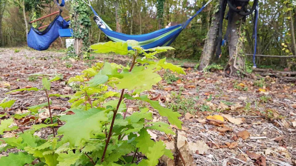 Meditazione amaca bagno sonoro forest bathing Vipal Antonio Gianfranco Gualdi Centro di Meditazione Zorba Il Buddha